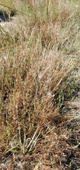 Juncus bufonius