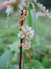 Cuscuta europaea