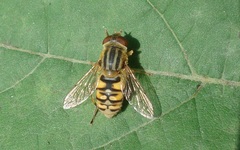 Parhelophilus versicolor