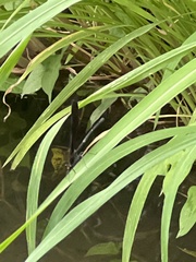 Atrocalopteryx atrata