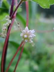 Cuscuta europaea