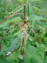 Cuscuta europaea