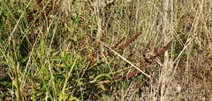 Rumex salicifolius