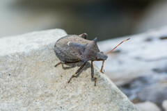 Picromerus bidens