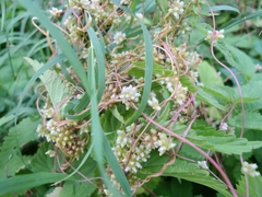 Cuscuta europaea