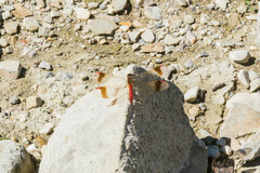 Sympetrum pedemontanum