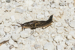 Limax maximus