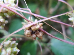 Cuscuta europaea