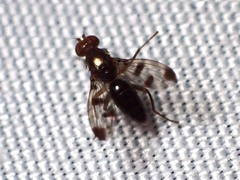 Geomyza tripunctata