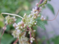 Cuscuta europaea