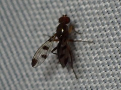 Geomyza tripunctata