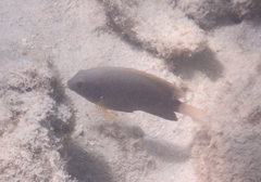 Pomacentrus bankanensis