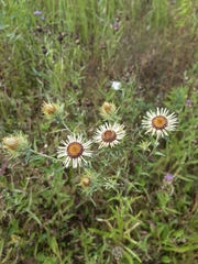 Carlina biebersteinii