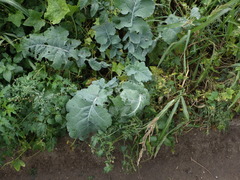 Brassica oleracea