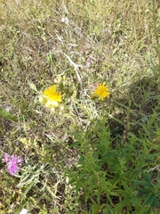 Carlina biebersteinii