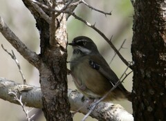 Sericornis frontalis