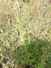 Carlina biebersteinii