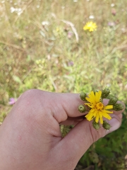 Carlina biebersteinii