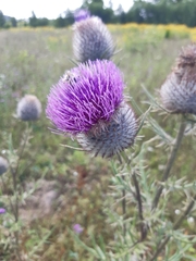 Carlina biebersteinii