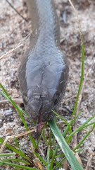 Lycodonomorphus inornatus