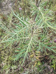 Carlina biebersteinii