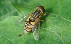 Parhelophilus versicolor