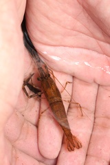 Macrobrachium asperulum