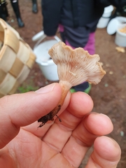 Lactarius tabidus