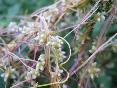 Cuscuta europaea