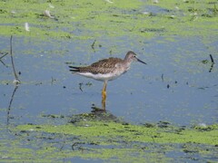 Tringa flavipes