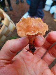 Lactarius tabidus