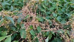 Cuscuta europaea