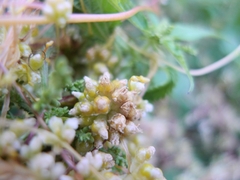 Cuscuta europaea