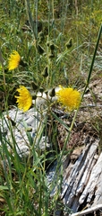 Sonchus arvensis arvensis