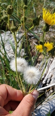 Sonchus arvensis arvensis
