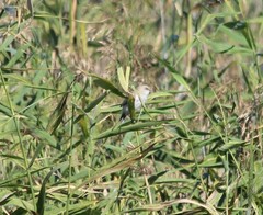 Panurus biarmicus