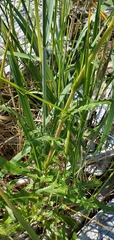 Sonchus arvensis arvensis