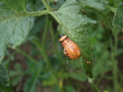 Leptinotarsa decemlineata
