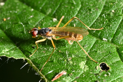 Neria commutata