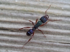 Rhytidoponera aspera