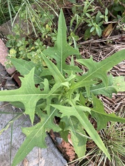 Lactuca indica