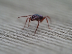 Rhytidoponera aspera