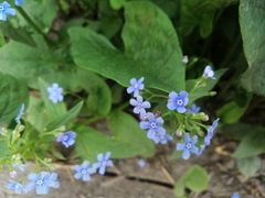 Brunnera sibirica