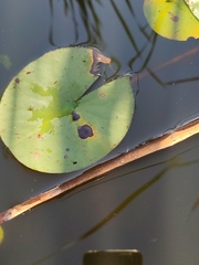 Colletotrichum nymphaeae