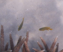 Pomacentrus moluccensis