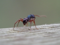 Rhytidoponera aspera