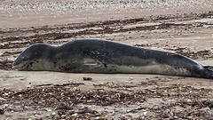 Hydrurga leptonyx