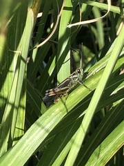 Chorthippus biguttulus