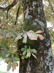 Aesculus hippocastanum