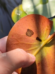 Colletotrichum nymphaeae
